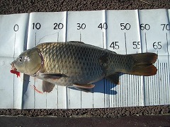5CF 徒歩5分のコイ釣り