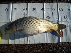 5CF 徒歩5分のコイ釣り