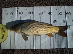 5CF 徒歩5分のコイ釣り