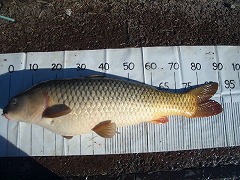 5CF 徒歩5分のコイ釣り