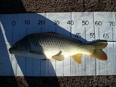 5CF 徒歩5分のコイ釣り