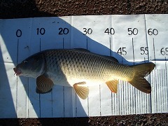 5CF 徒歩5分のコイ釣り