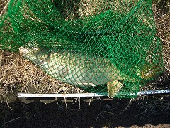 5CF 徒歩5分のコイ釣り