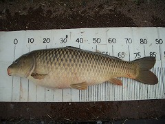 5CF 徒歩5分のコイ釣り