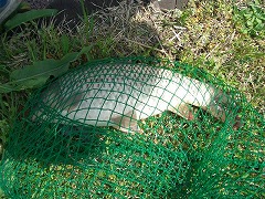 5CF 徒歩5分のコイ釣り