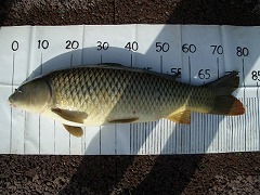 5CF 徒歩5分のコイ釣り