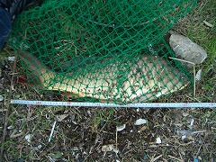 5CF 徒歩5分のコイ釣り